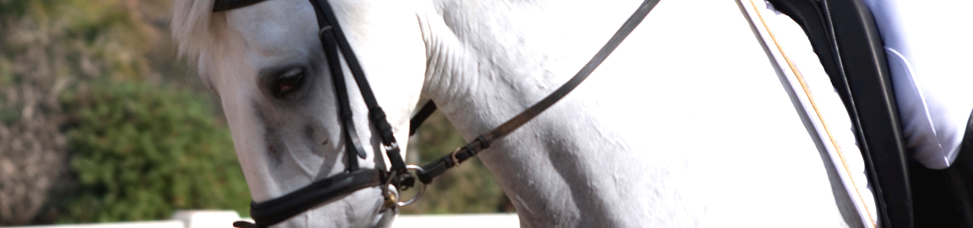Espectaculo_ecuestre_en_Granada_Caballos_Accesibilidad_-_copia.jpg Espectaculo_ecuestre_en_Granada_Caballos_Accesibilidad_-_copia.jpg