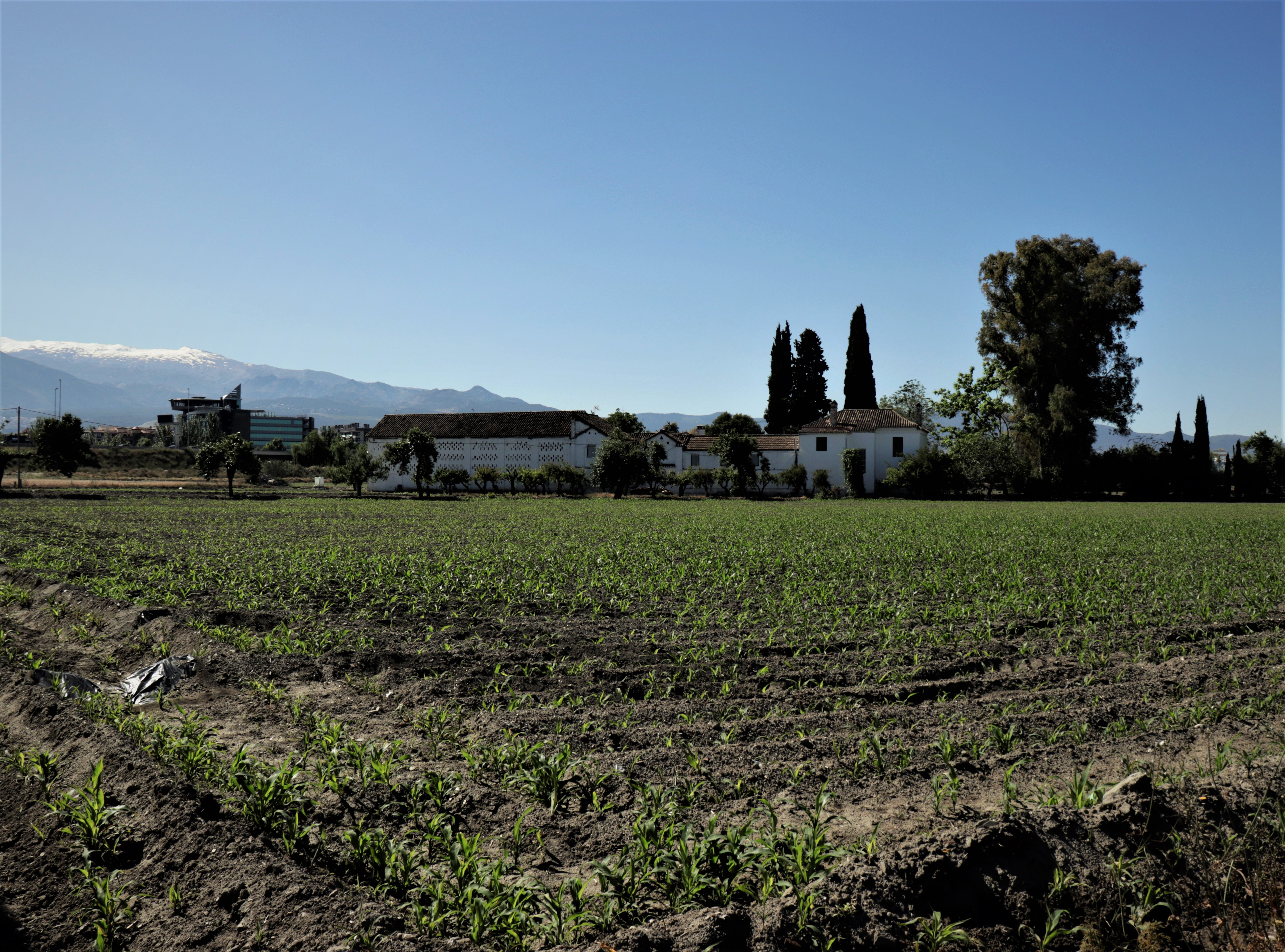 Huerta_del_Chaparro_12_Mayo_cultivo_Maiz_4.JPG