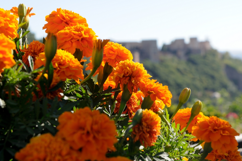 Primavera en Granada