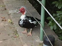 Pato del lago