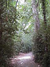 Bosque Bosque